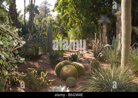 Marrakech marocco Nord Africa dicembre le succulente area di Giardini di Majorelle Foto Stock