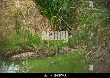 Sud-Afrika sud africa ben camuffati camouflage coccodrillo Crocodylus niloticus giacenti a waterhole ricoperte di erba in attesa Foto Stock