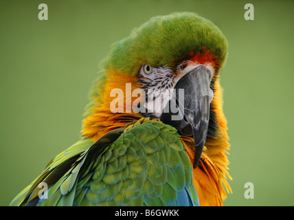 Macaw ibrido Foto Stock