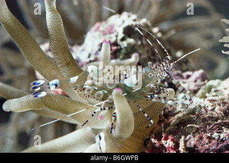 Shrimp on Sea Anemone, Periclimenes yucatanicus, colorato spotted cleaner gamberetti, su Condylactis gigantea, Condy anemone marittimo, Ca Foto Stock