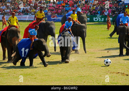 Gli elefanti a giocare a calcio a Surin Roundup di Elefanti in Thailandia Foto Stock