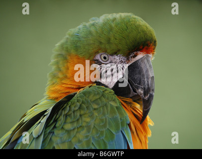 Macaw ibrido Foto Stock