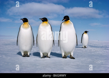 Aptenodytes forsteri, pinguini imperatore, il maschio pinguino imperatore contiene il singolo uovo su i suoi piedi per due mesi invernali Foto Stock