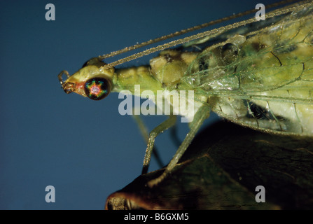 Stelle nei tuoi occhi Chrysopa oculata, Golden Eye Lacewing Foto Stock