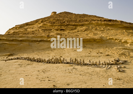 Fossile di scheletro di Dorudon Atrox whale, Wadi Al-Hitan (Valle delle Balene), Fayoum, Egitto Foto Stock