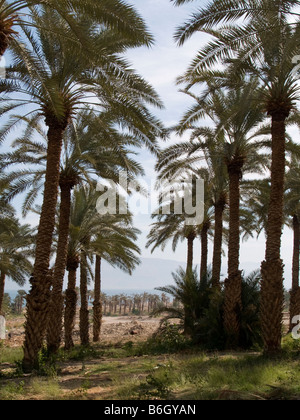 Israele Kibutz Ein Gedi Palm piantagione di palme Jehuda deserto del mar Morto Foto Stock