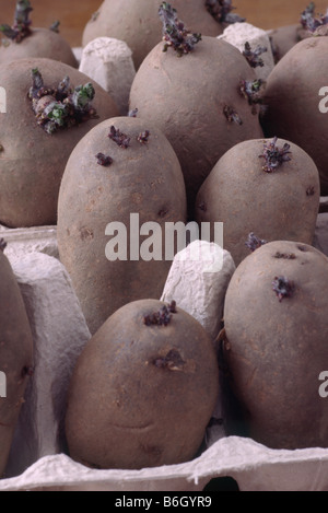 Solanum tuberosum assortita varietà indicate in scatole di uova per chitting. Foto Stock