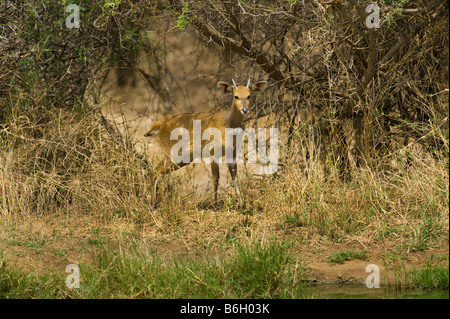 Cefalofo comune Sylvicapra grimmia antelope camminando lungo il sud-Afrika sud africa mammifero afrika bush bosco di macchia animale pr Foto Stock