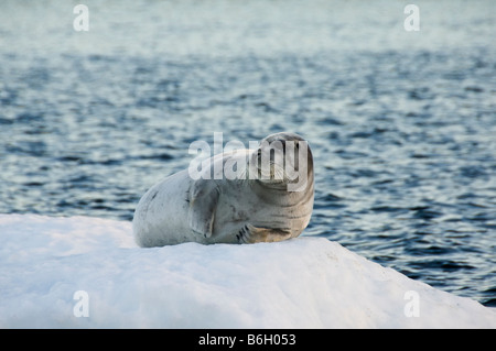 Erignathus barbatus Foto Stock