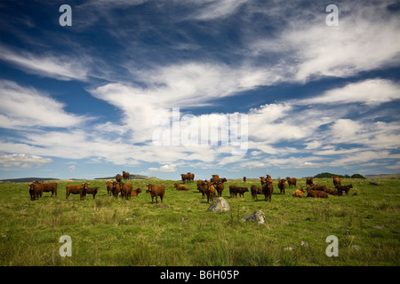 Salers vacche (Bos taurus domesticus) nel massiccio del Sancy (Puy de Dôme - Francia). Vaches Salers dans le Massif du Sancy (Francia). Foto Stock