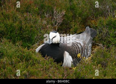 Wild barnacle goose (Branta leucopsis) nesting in heather nelle Highlands della Scozia. Foto Stock