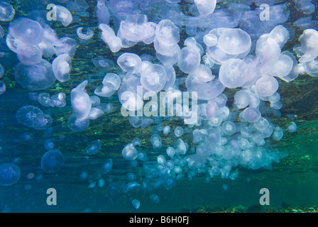 Masse di Aurelia aurita moon jelly Medusa Blu lilla di scorrevolezza della medusa meduse di cristallo mare rosso ortica massa di sfondo Foto Stock