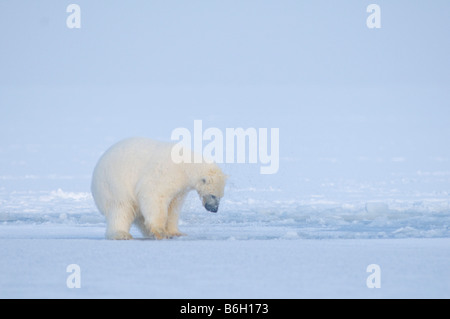 Orso polare Ursus maritimus cub scherzosamente affiora un foro nel pack ghiaccio lungo la costa artica Arctic National Wildlife Refuge Foto Stock