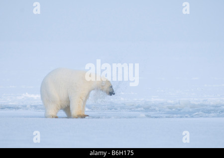 Orso polare Ursus maritimus cub scherzosamente affiora un foro nel pack ghiaccio lungo la costa artica Arctic National Wildlife Refuge Foto Stock