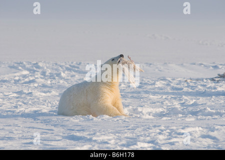 Orso polare Ursus maritimus cub affiora un foro nel pack ghiaccio lungo la costa artica Arctic National Wildlife Refuge Alaska Foto Stock