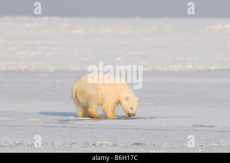 Orso polare Ursus maritimus cub affiora un foro nel pack ghiaccio lungo la costa artica Arctic National Wildlife Refuge Alaska Foto Stock