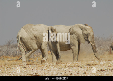 Una mandria di elefanti, dopo la polvere di balneazione in Etosha National Park, Namibia Foto Stock