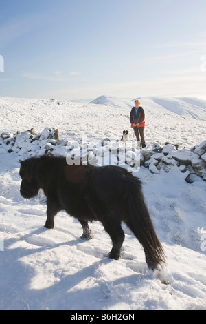 Cadde Pony s sulla Caudale Moor sopra Ambleside nel distretto del lago REGNO UNITO Foto Stock