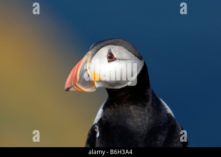 I puffini nella colonia di puffini a Sumburgh testa Isole Shetland Foto Stock