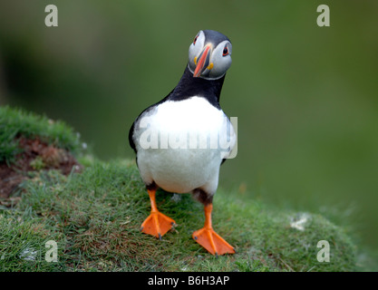 I puffini nella colonia di puffini a Sumburgh testa Isole Shetland Foto Stock