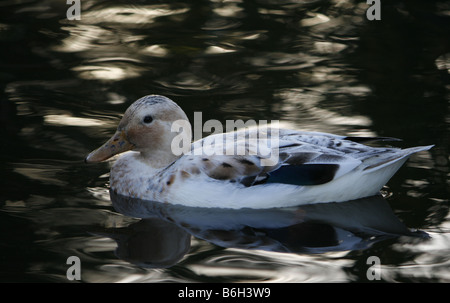 Molto bella bianca duck fotografati a Martin Mere Wildfowl and Wetland Trust in Lancashire, cross razza. Foto Stock