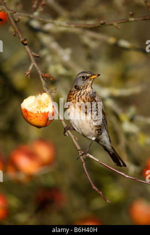 Allodole Cesene Beccacce Turdus pilaris sulle mele Norfolk inverno Foto Stock