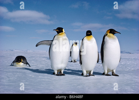 Aptenodytes forsteri, pinguini imperatore, il maschio pinguino imperatore contiene il singolo uovo su i suoi piedi per due mesi invernali Foto Stock