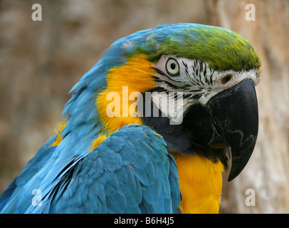 Blue & Gold Macaw (Ara Ararauna) Foto Stock