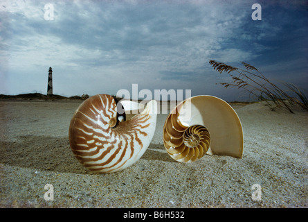 Conchiglie sulla spiaggia, Nautilus pompilio, Chambered nautilus shell, svela i segreti dell'Universo a spirale, Nuova Caledonia, Australia Foto Stock