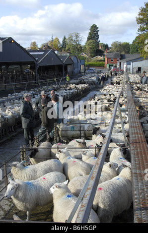 Gli agricoltori di recarsi presso le pecore le penne in un affollato di bestiame mercato asta Foto Stock