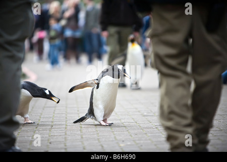 Penguin Parade presso la Edinburgh Zoo. Foto Stock