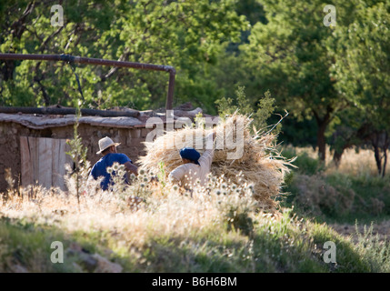 Gli agricoltori Fascio grano fine nella piccola comunità agricola di Tisselday nell'Atlante del Marocco Foto Stock