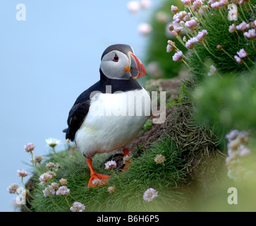 I puffini nella colonia di puffini a Sumburgh testa Isole Shetland Foto Stock