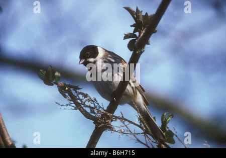 Ritratto classico dei maschi di Reed Bunting Foto Stock