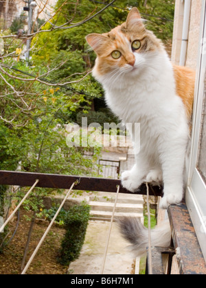 Un gatto seduto su un davanzale Foto Stock