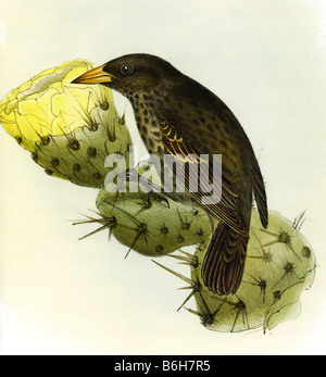 La zoologia DEL VIAGGIO DELLA HMS Beagle illustrazione di un Galapagos Finch da Elizabeth Gould Foto Stock