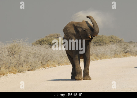 Elephant avente polvere bagno Etosha, Namibia Foto Stock