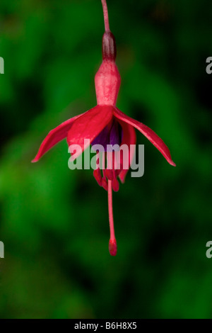 Dingle, penisola di Dingle, nella contea di Kerry, Irlanda - un unico fiore fucsia si distingue da una siepe di fuchsias. Foto Stock