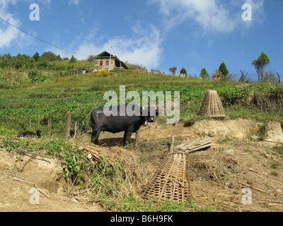 Un bufalo indiano di acqua e vitello a smallholding appena fuori la Shivapuri Parco Nazionale nei pressi di Dhap, a nord est di Kathmandu. Il Nepal, in Asia centrale Foto Stock