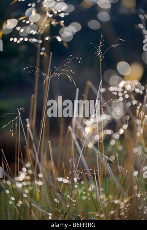 Stipa Gigantea 'Gold Fontaene' in basso sole invernale Foto Stock