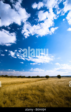 Le onde color ambra di erba e cielo blu su una giornata autunnale nel Texas Hill Country Foto Stock