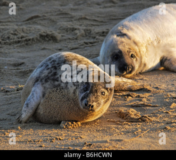 Coppia di grigio cuccioli di foca sulla spiaggia sabbiosa di waxham norfolk England Regno Unito Foto Stock