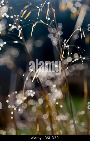 Stipa Gigantea 'Gold Fontaene' in basso sole invernale Foto Stock