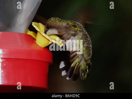 Ruby-throated Hummingbird (archilochus colubris) femmina Foto Stock