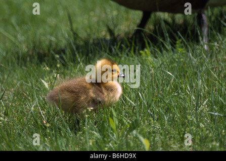 Canada Goose (Branta canadensis) alimentazione hatchling Foto Stock