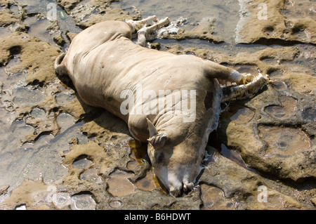 Vacche morte sul mare il Libano Medio Oriente Foto Stock