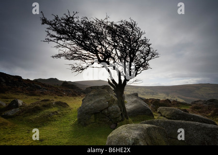 Albero di biancospino sulla sella Tor Parco Nazionale di Dartmoor Devon England Regno Unito Foto Stock