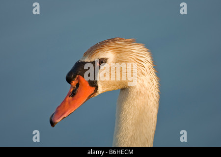 Cigno (Cygnus olor), ritratto Foto Stock