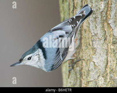 Petto bianco picchio muratore (Sitta carolinensis) scendendo da un tronco di albero capovolto Foto Stock