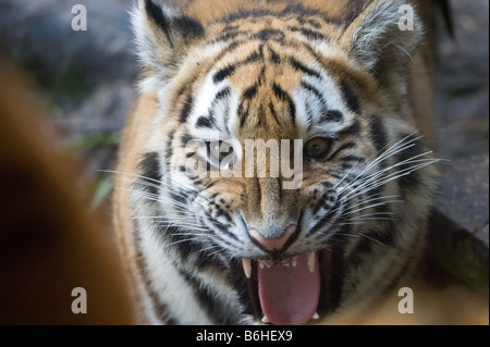 Close up di un arrabbiato tiger Foto Stock